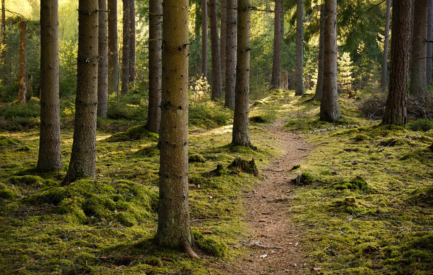 Ein dichter Fichtenwald mit hohen, geraden Bäumen, durch den Sonnenstrahlen scheinen